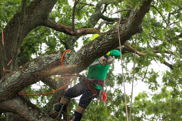 How Our Tree Care Process Works  in  South Yarmouth, MA